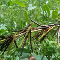 Indigofera tinctoria L.